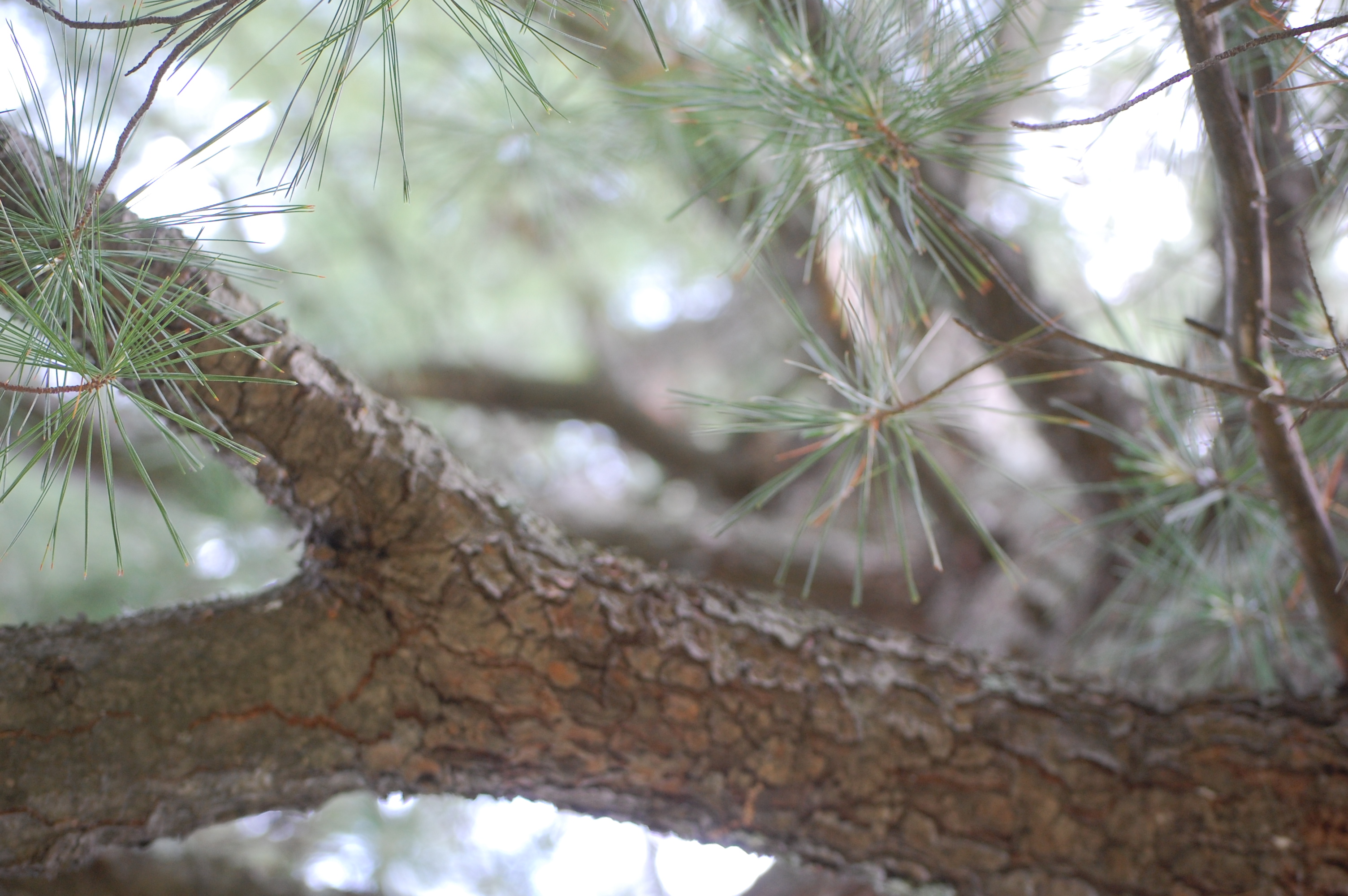 Long Lake Property Owners Association