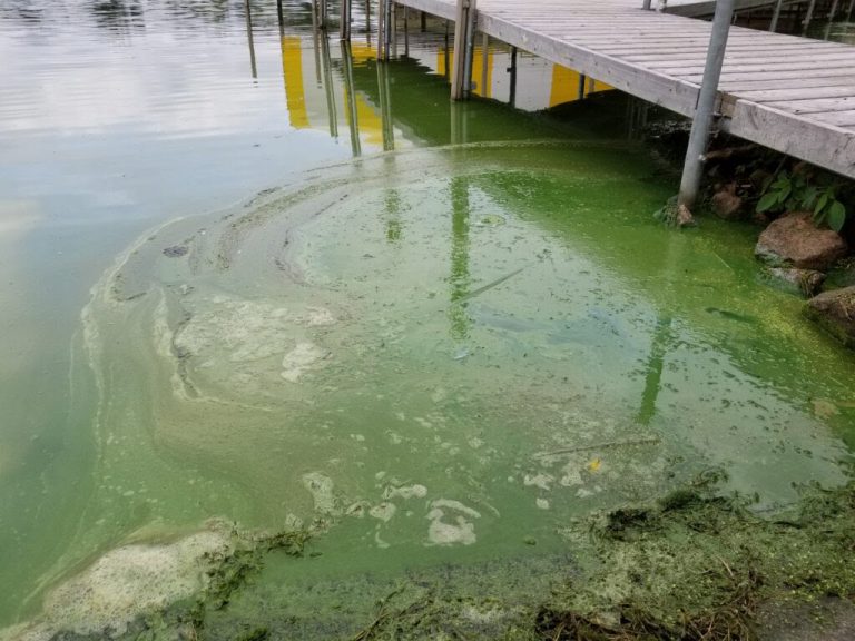 LakeFriendly Landscaping Lawn Care & Fertilizer LMCD