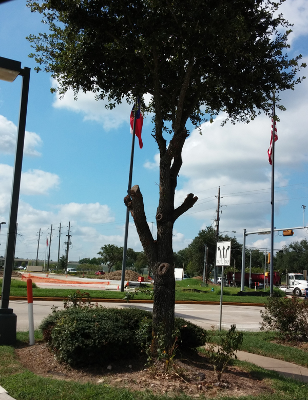 The Top Three Dangers Of Excessively Pruning Your Trees Lawn