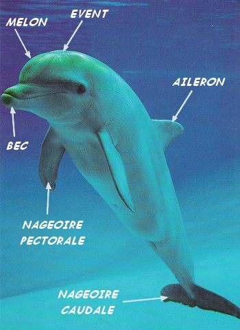 Les Dauphins