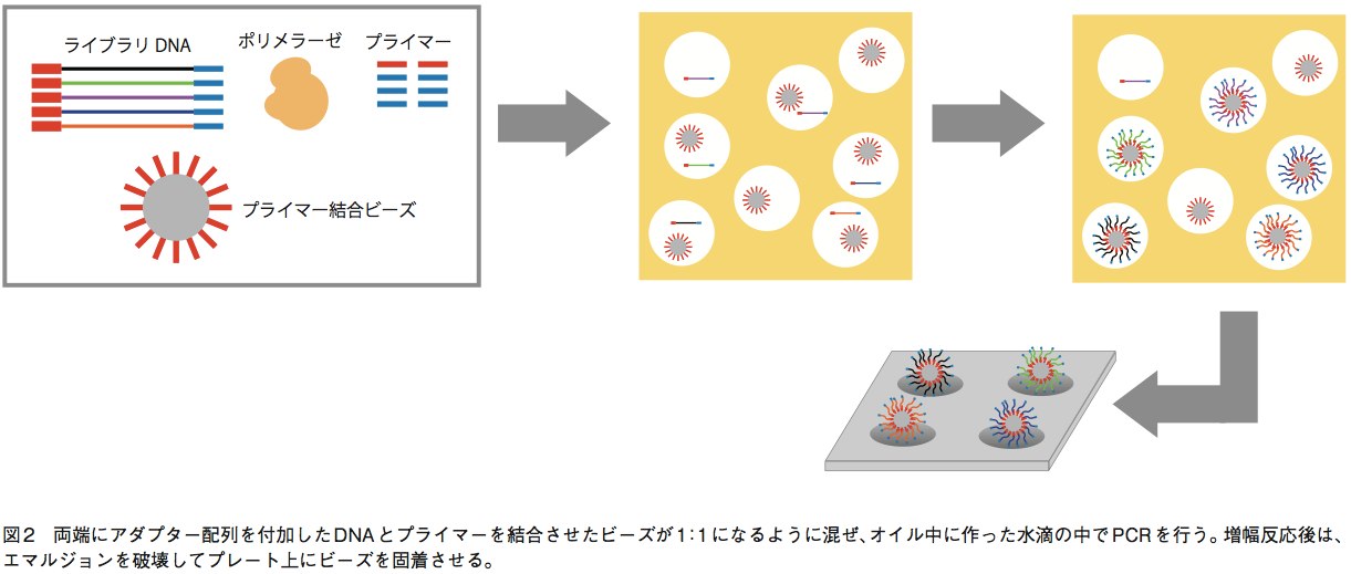 リバネス
