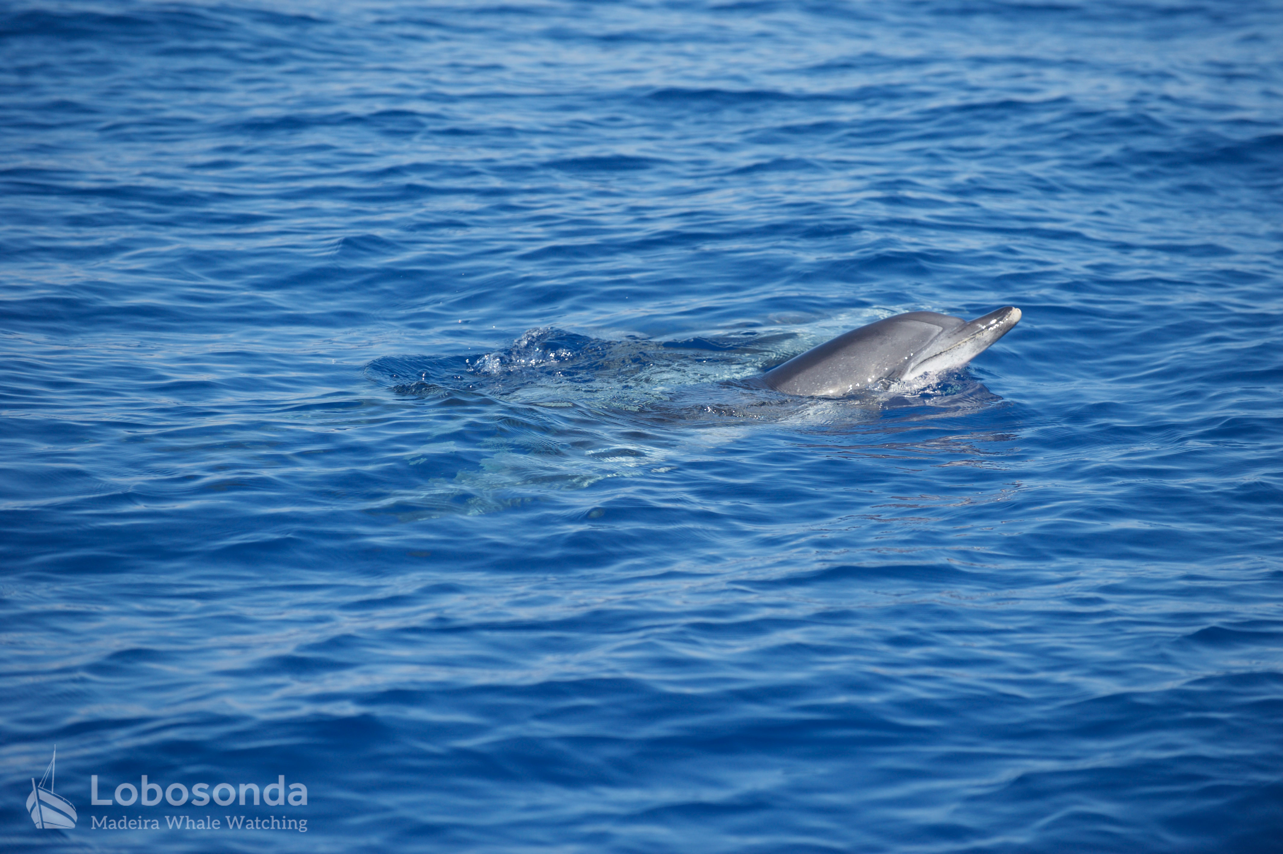 Roughtoothed Dolphin/Rauzahndelfin/Caldeirão Lobosonda's Blog