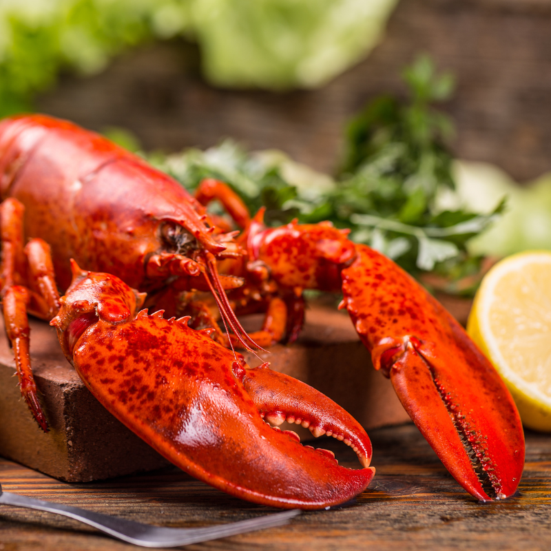 Fresh & Live Maine Lobster Sustainably Caught & Shipped Direct