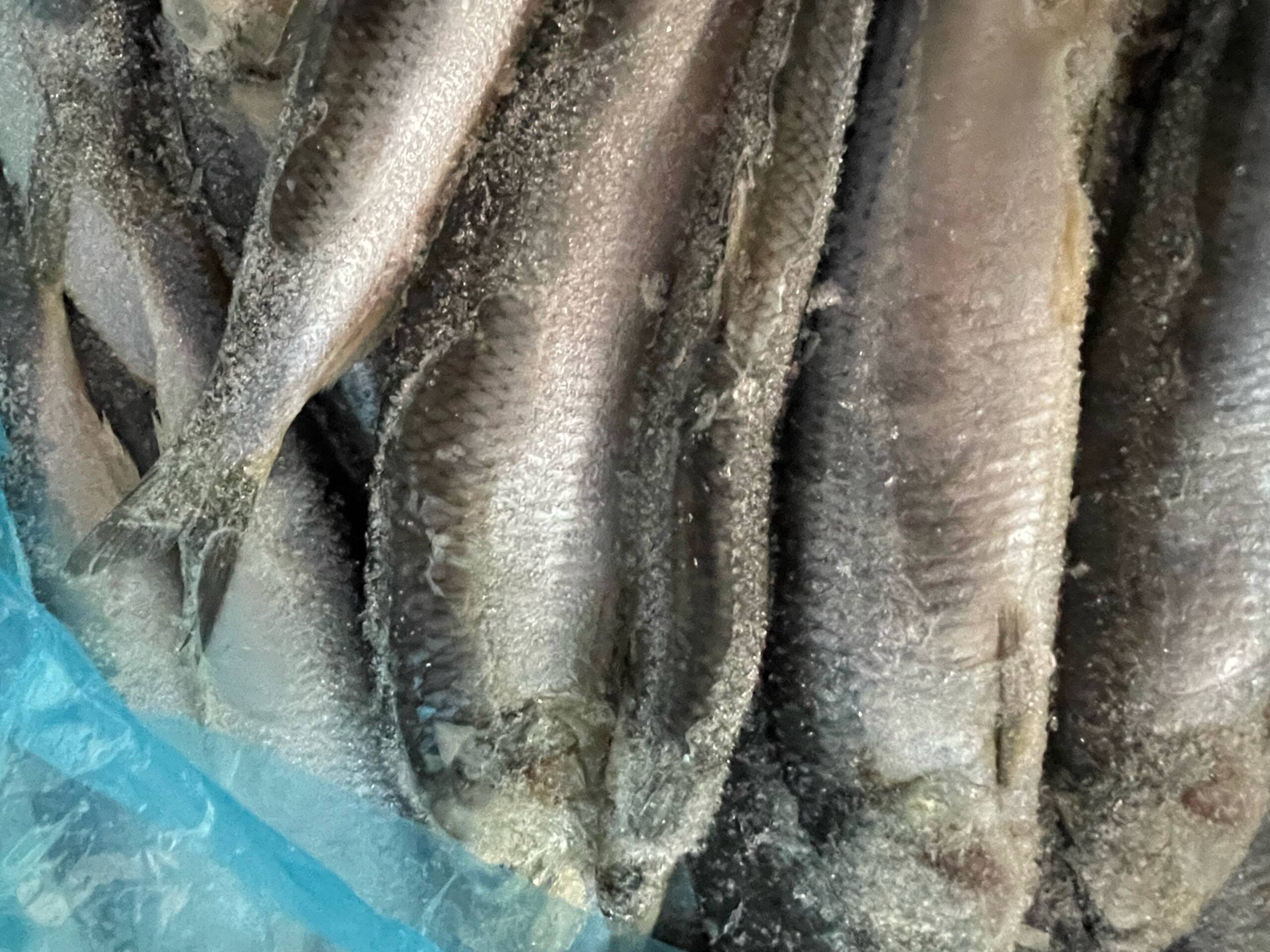 Herring / 100 to 300 GMS Lobster Bait