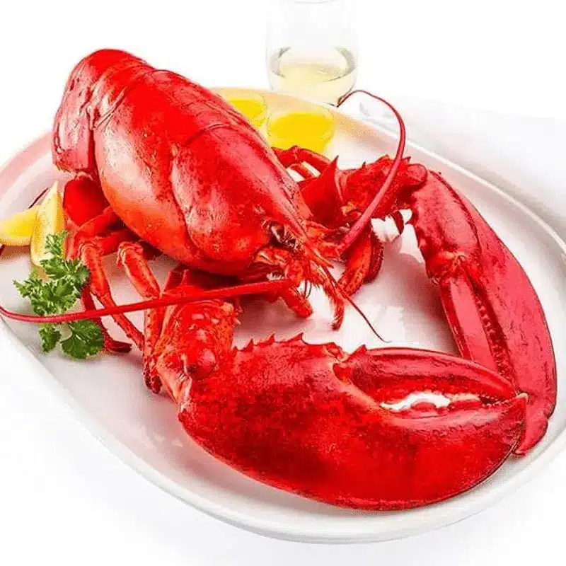 12 Pack (1.40lb1.60lb each) FIRM/SOFT Shell Live Maine Lobster