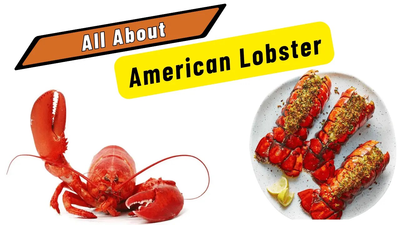 All About American Lobster Lobster Order