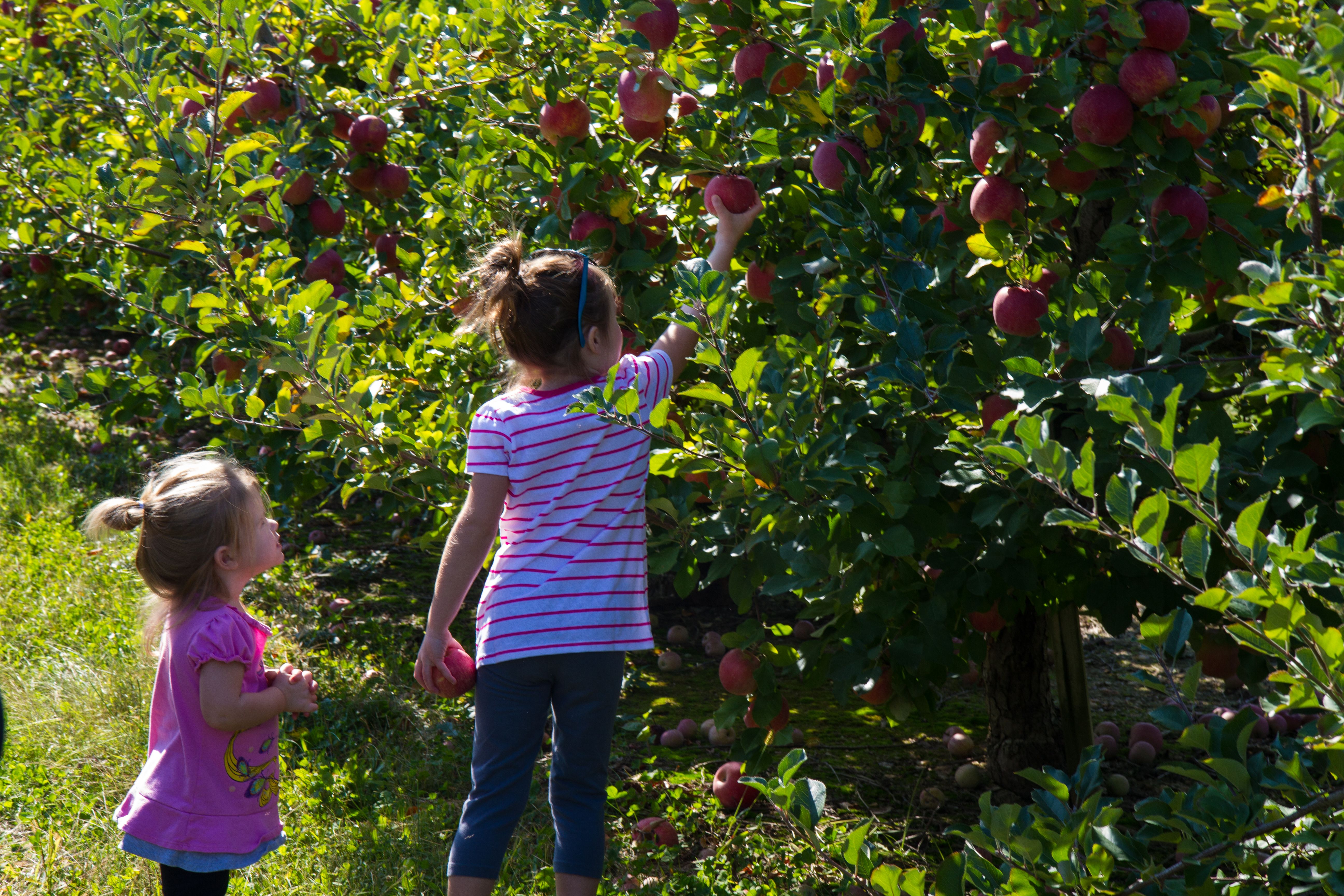 UPick Apples at Milburn's!