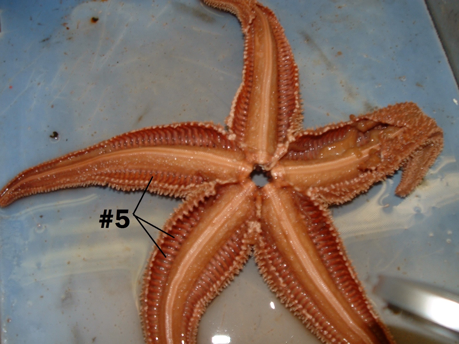 Annelids Worksheets & Teaching Resources Teachers.