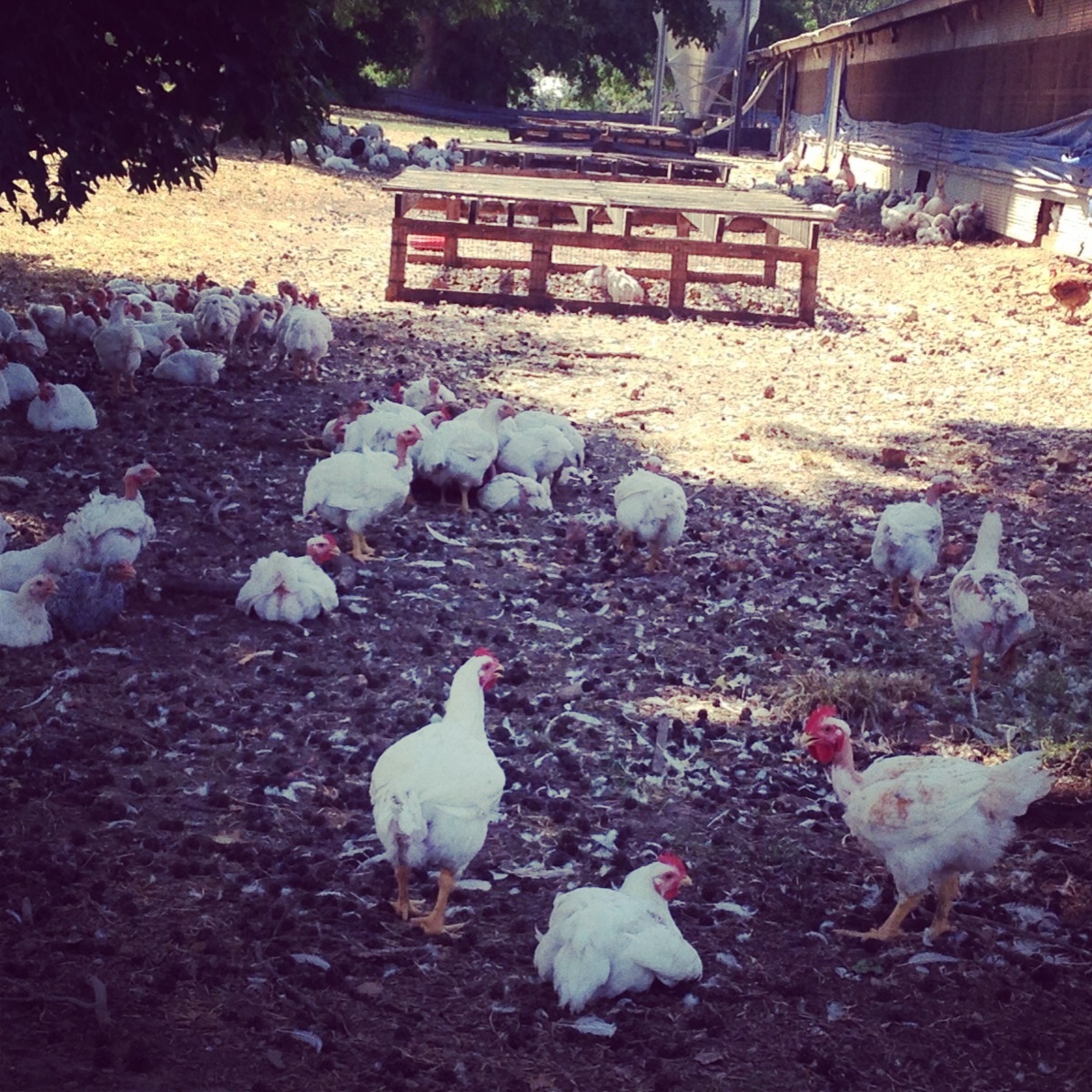 Crystal Lake Farms FreshPoint Local