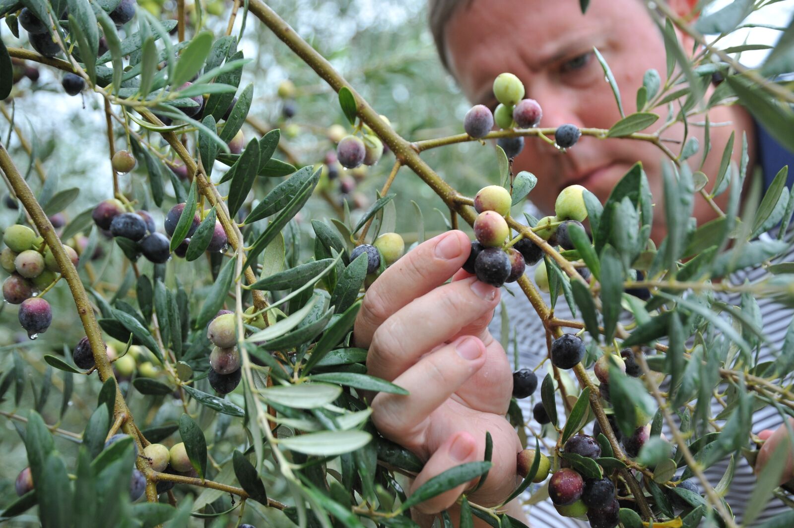 Olive Farm FreshPoint Local