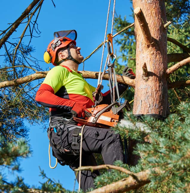 Tree Service Toronto Best Arborists in Toronto