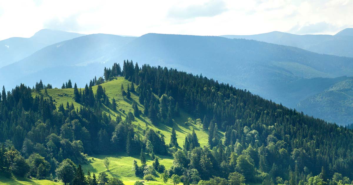 Tree Services Toronto ISA Certified Arborists Toronto