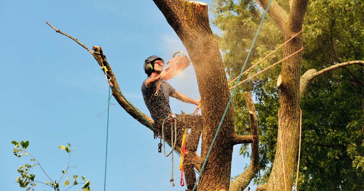 Tree Removal Toronto Expert Tree Removal Local Arborist
