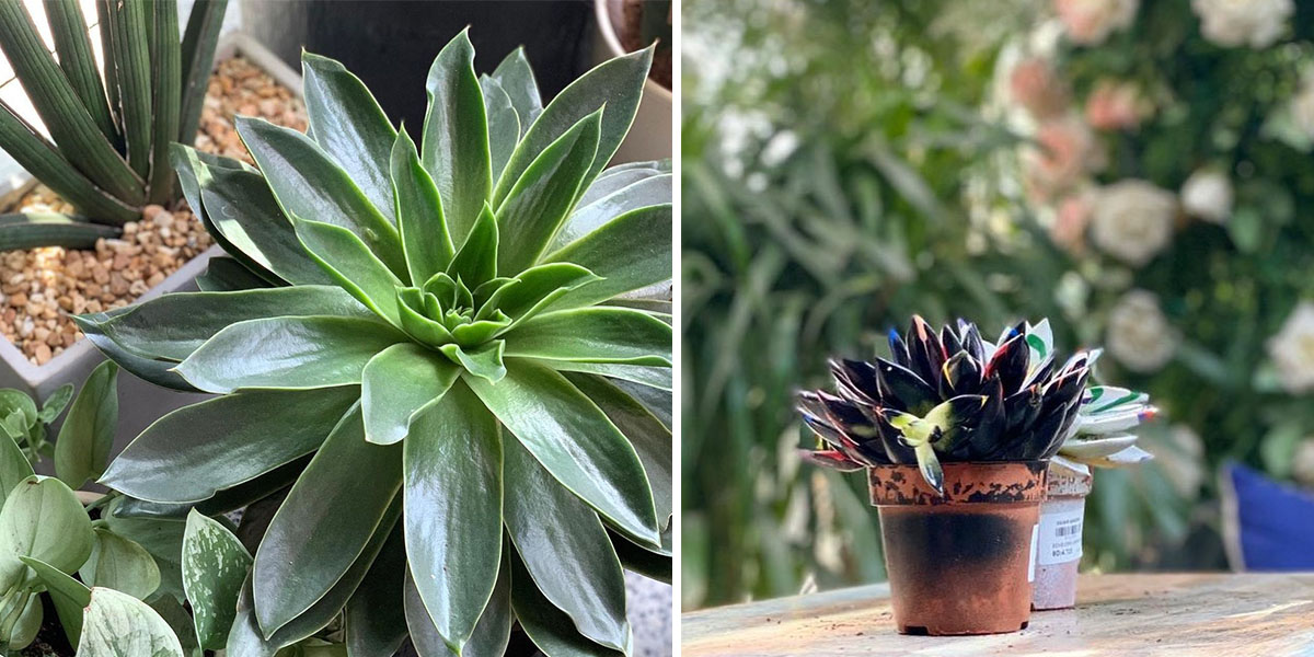 5 Places To Get the Plants That Will Instantly Transform Your Space Local Bahrain