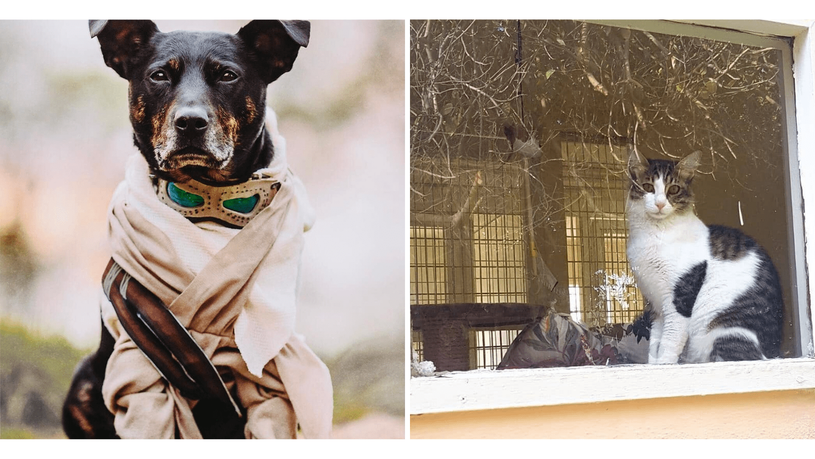 If You’re Planning a Vacation, Check Out These Local Pet Stays For Your