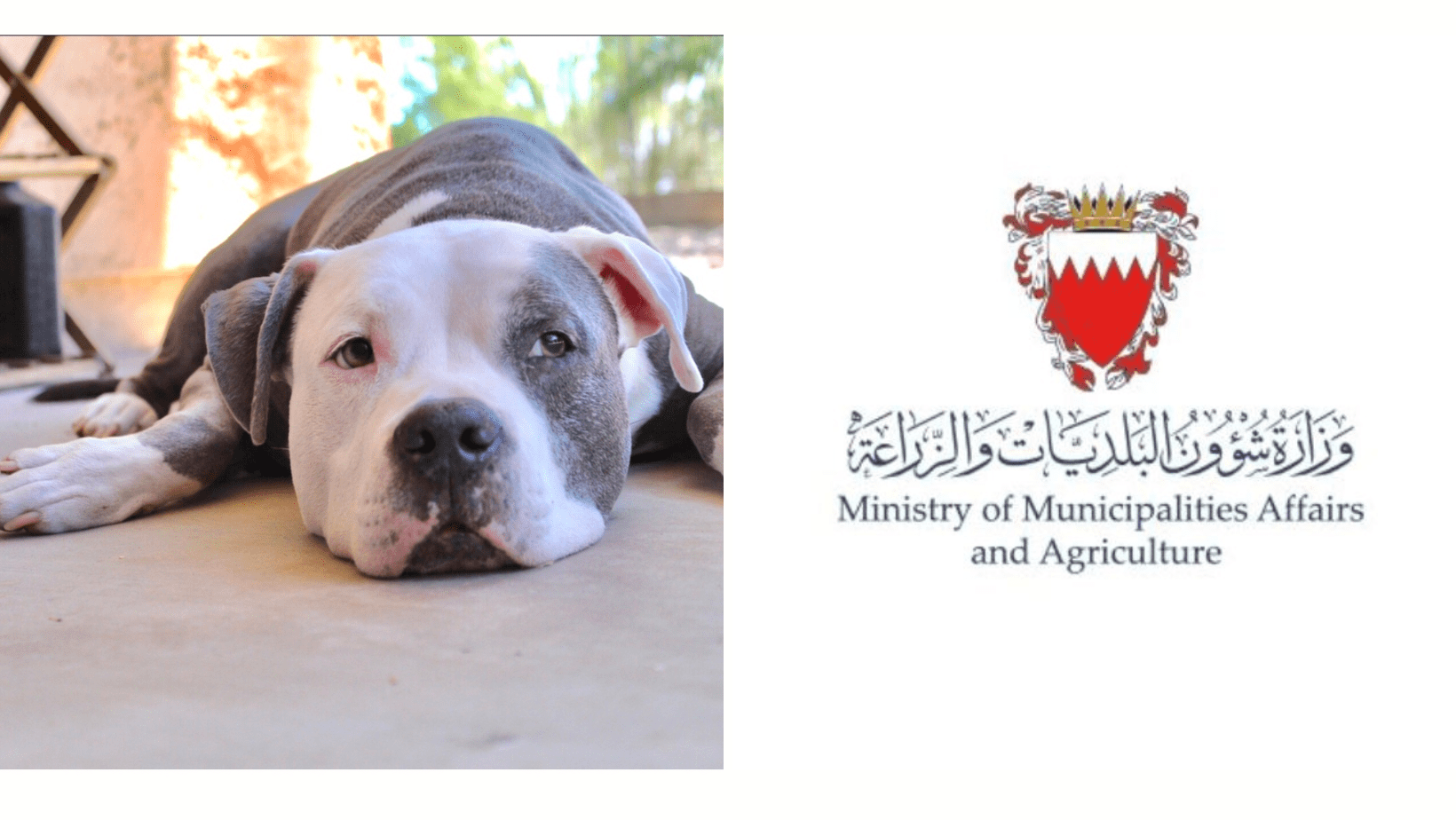 Bahrain Enforces Import Ban on 17 Predatory Animals and 4 Dog Breeds