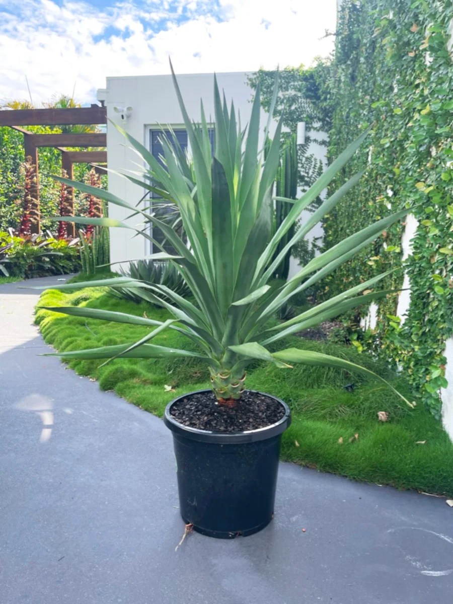 Dracaena draco (Dragon Tree) Local Botanist