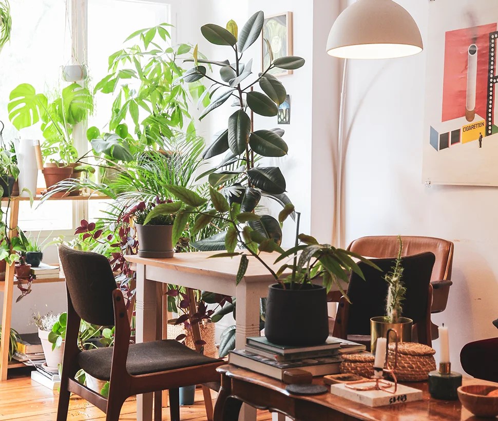 Top 8 Low Light Indoor Plants in Australia Local Botanist