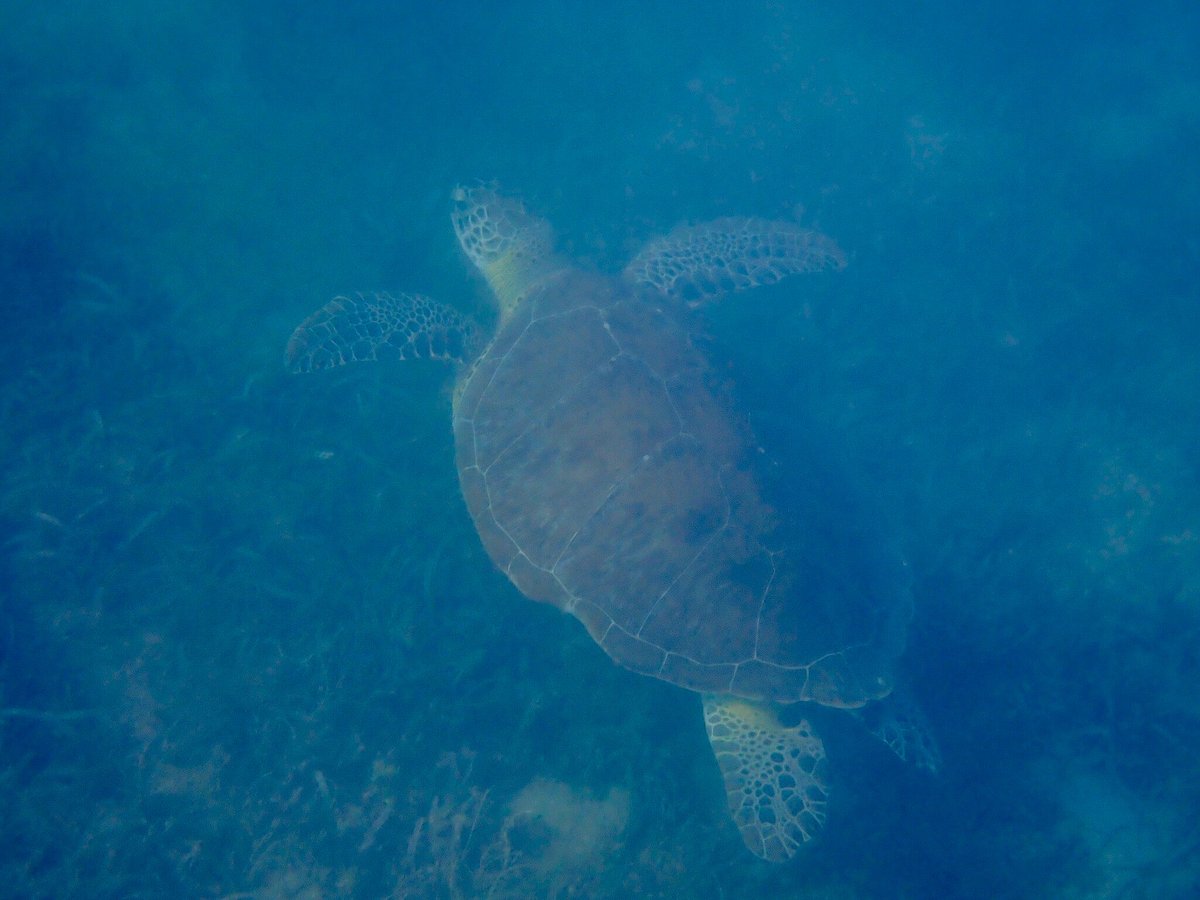 Private Snorkeling and Sightseeing Tour of Antigua To Saint Kitts