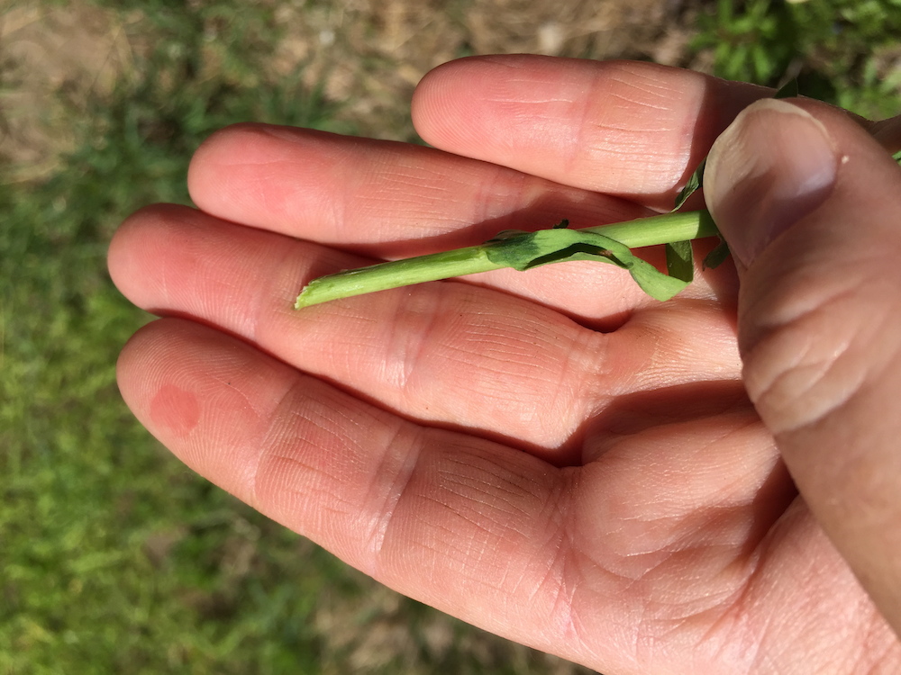 Something is Chewing my Flax Local Color Dyes
