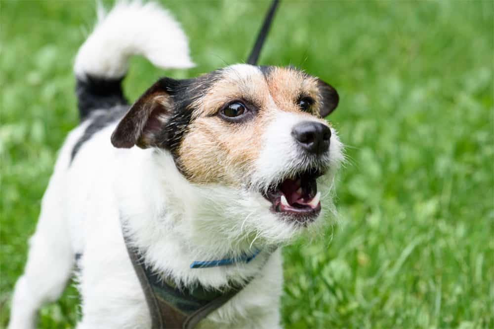 13 Reasons Why Your Dog Suddenly Screams