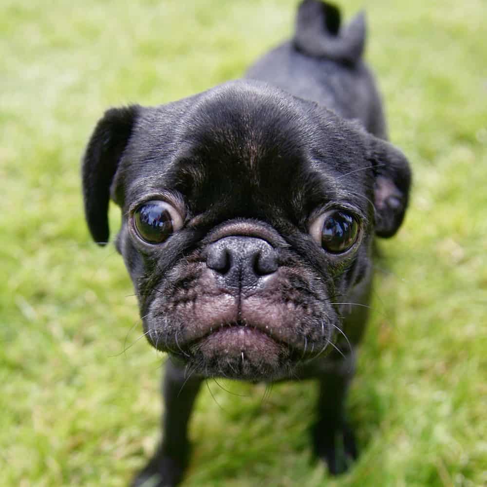 Teacup Pugs Everything You Need To Know About This Small Breed