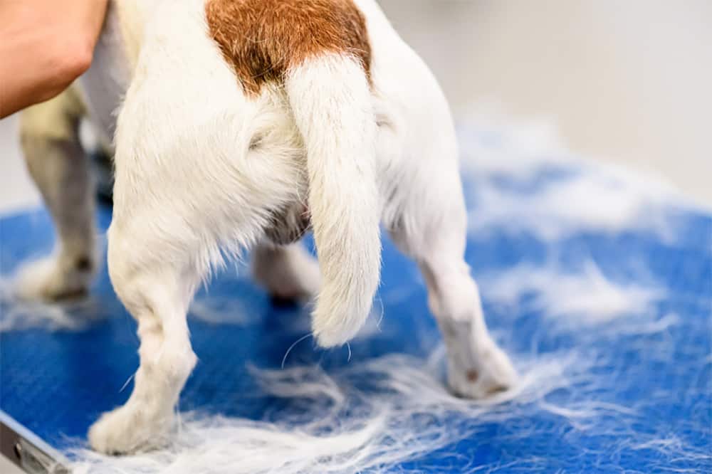 Why Do Dogs Put Their Tails Between Their Legs?