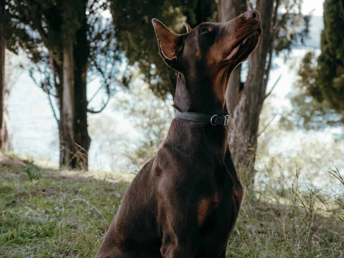 10 Dog Breeds With Long Necks