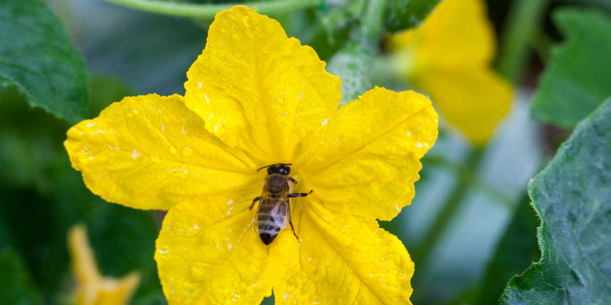 How to Hand Pollinate Cucumber Plants Local expert