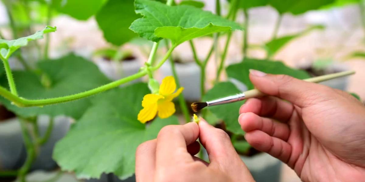 How to Hand Pollinate Cucumber Plants Local expert