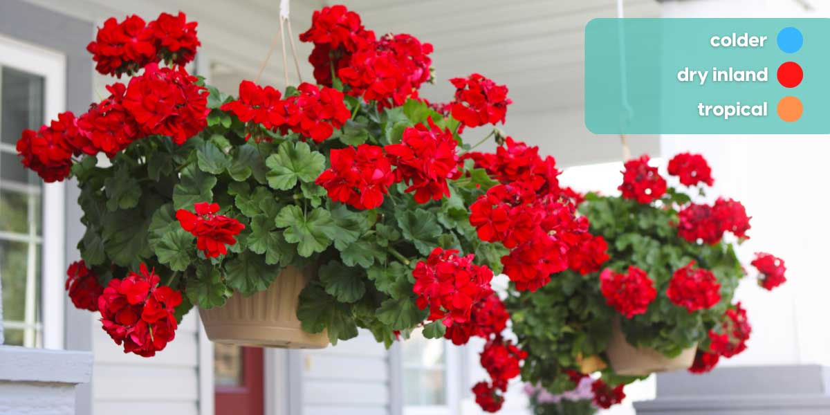 WinterFriendly Flowers for the Australian Climate Local expert