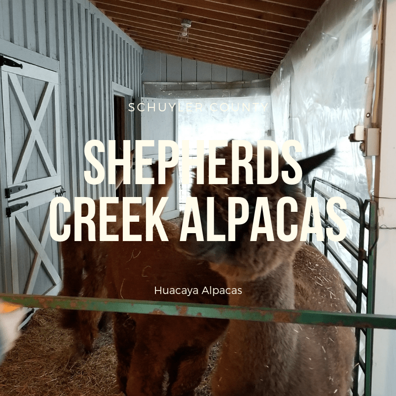 Shepherds Creek Alpacas LocalFiber
