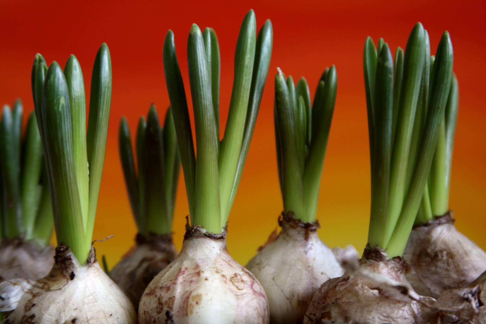 Bulbs, corms and tubers Canada's Local Gardener magazine