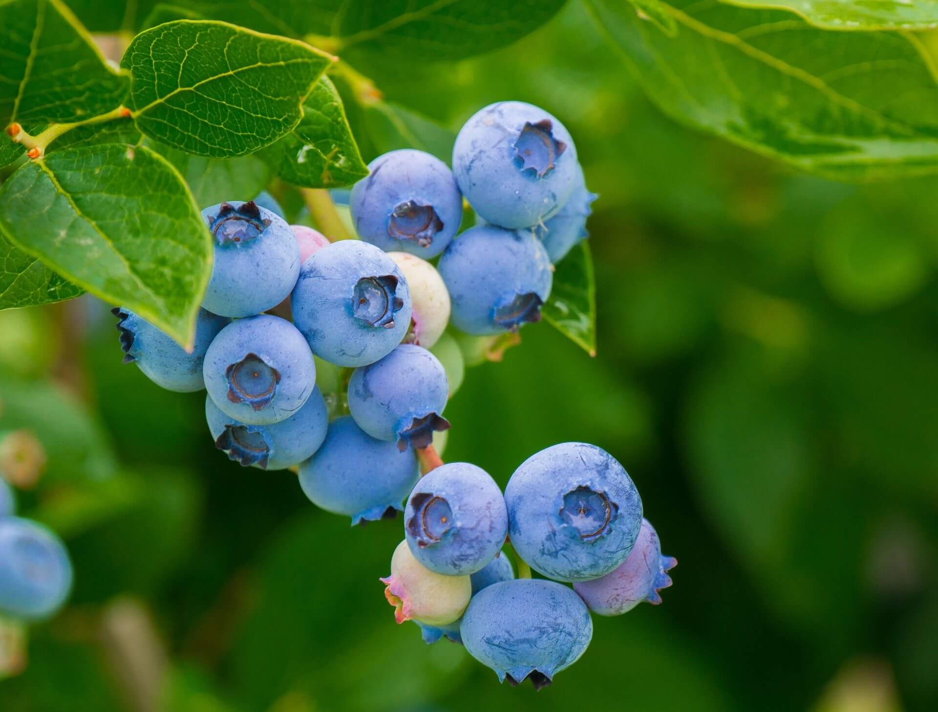 Growing blueberries Canada's Local Gardener magazine