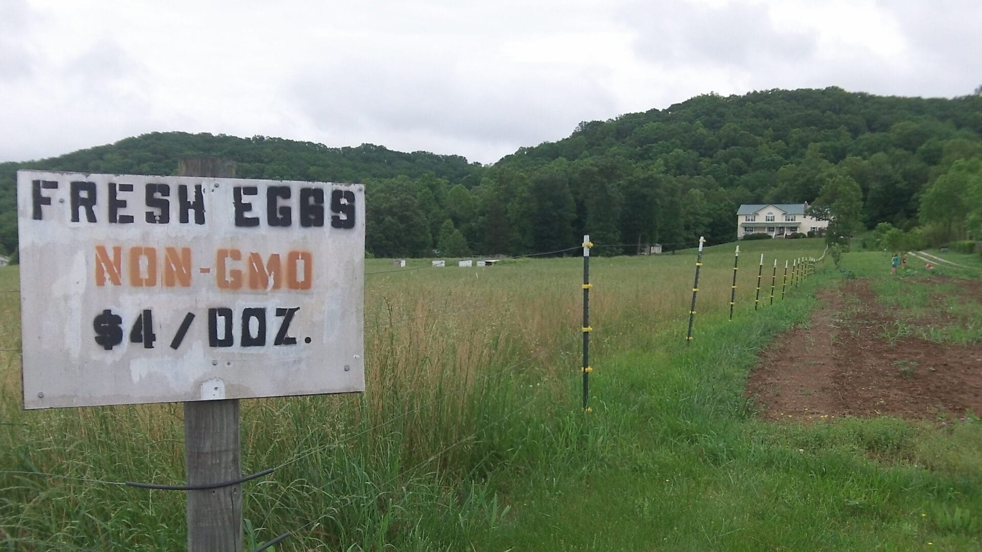 Paint Rock Farms Local Hens