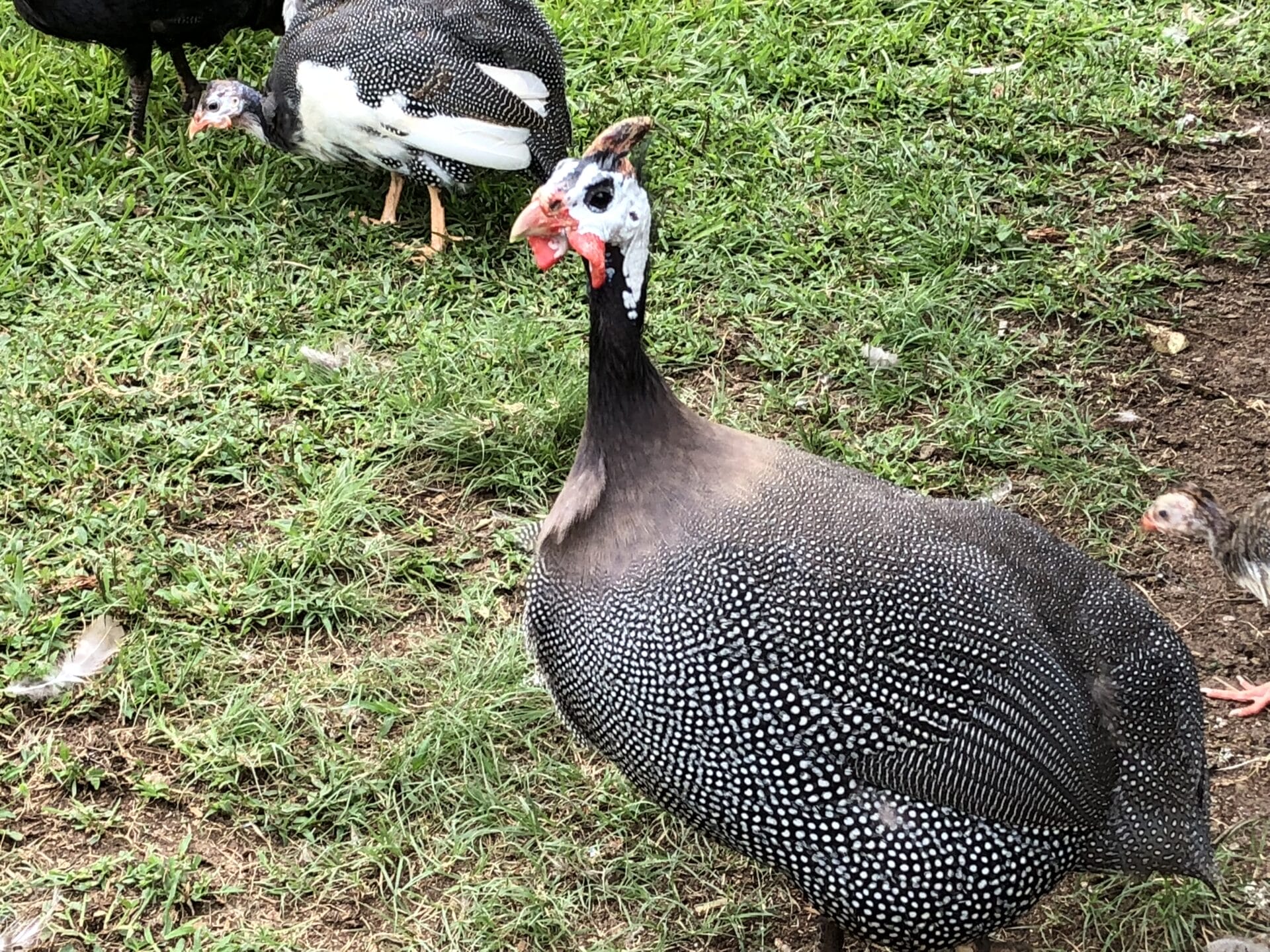 Copper Top Acres Local Hens