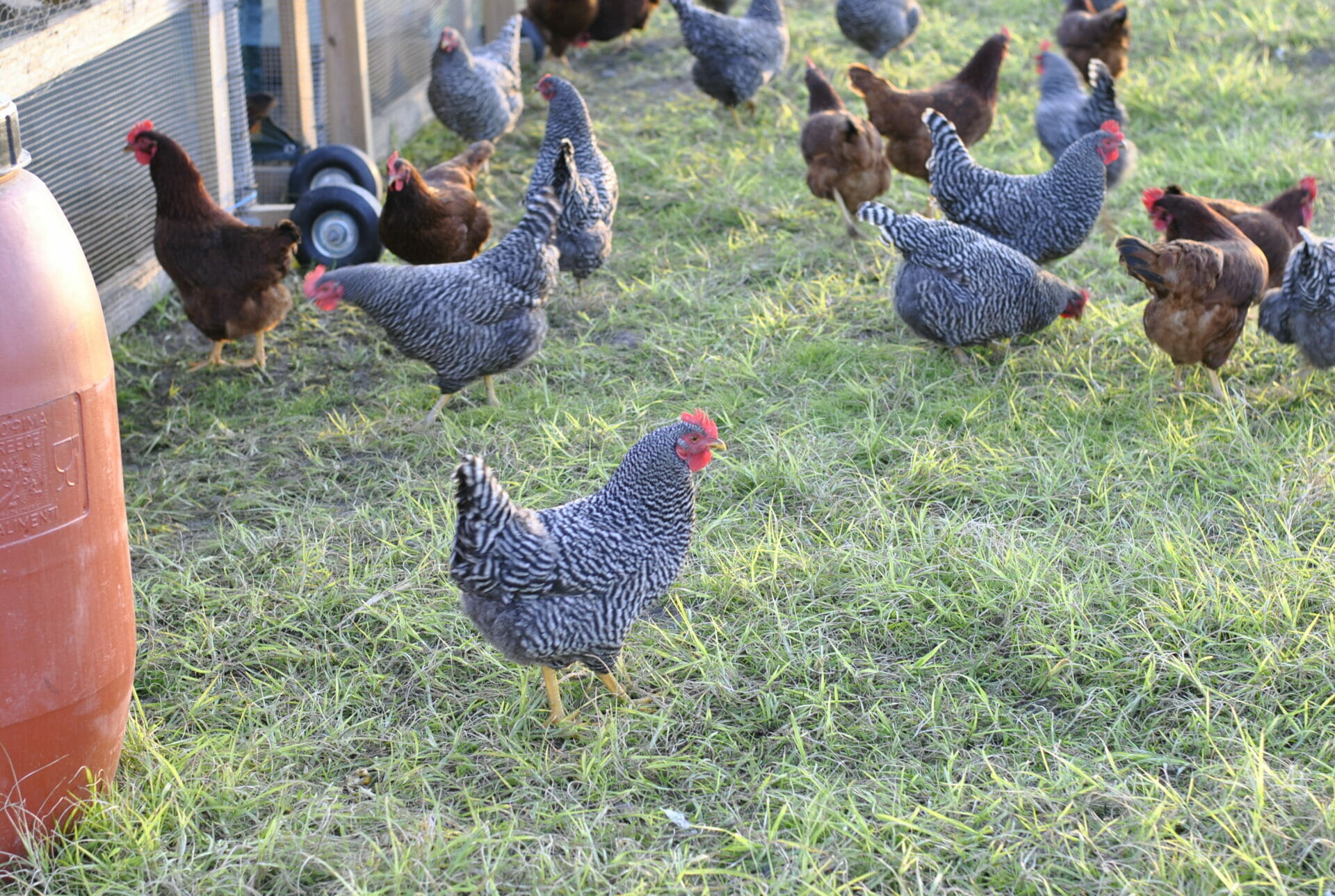 Bynum Family Farm Local Hens