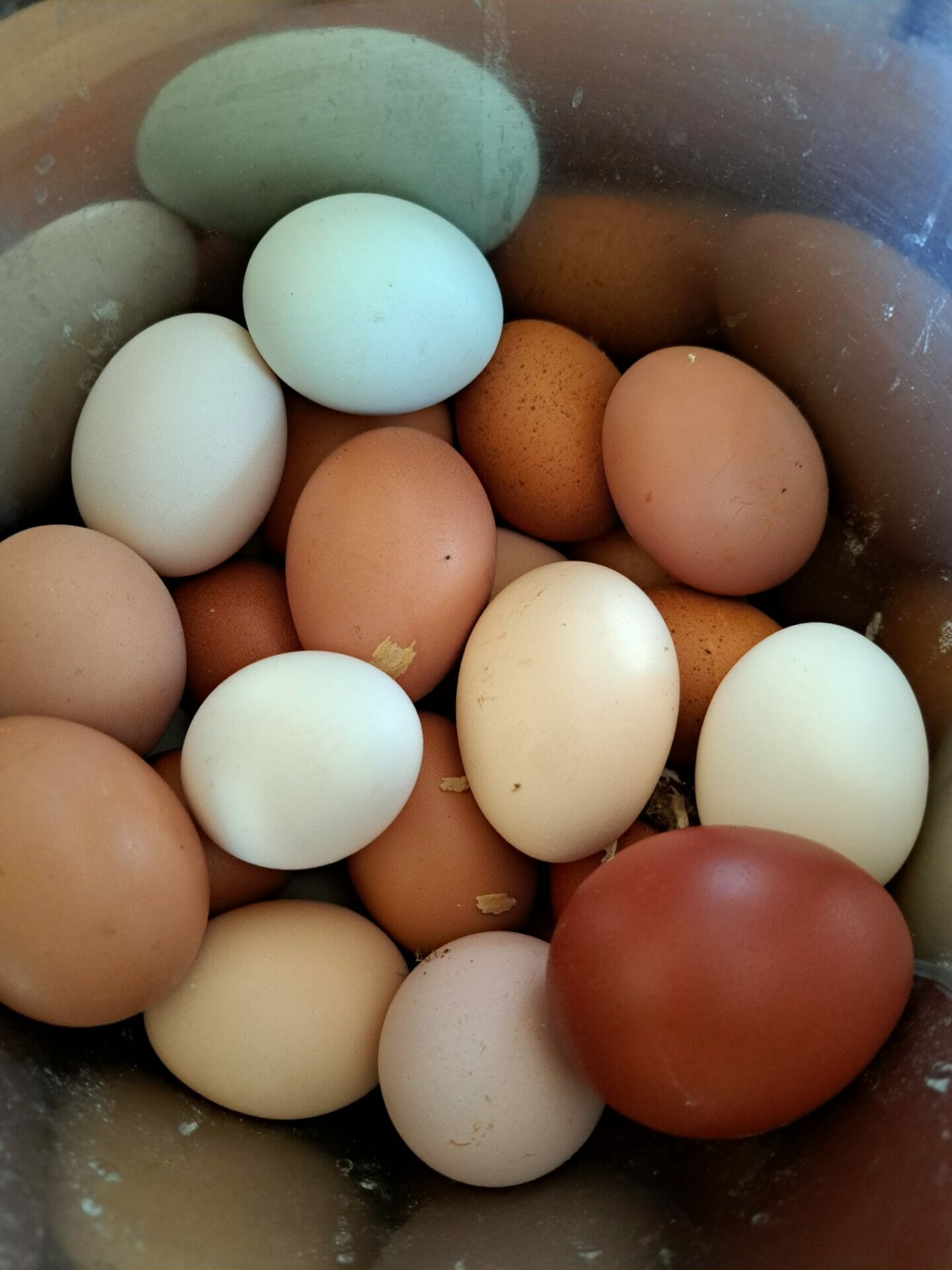 Shiloh Farm Local Hens