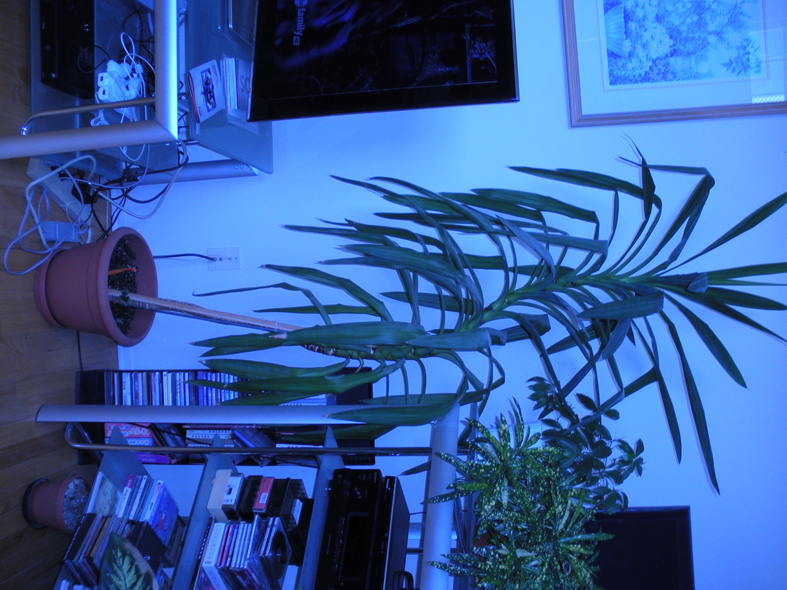 Please help! Is this plant poisonous!?!?!?!? Talk Cockatiels Forum