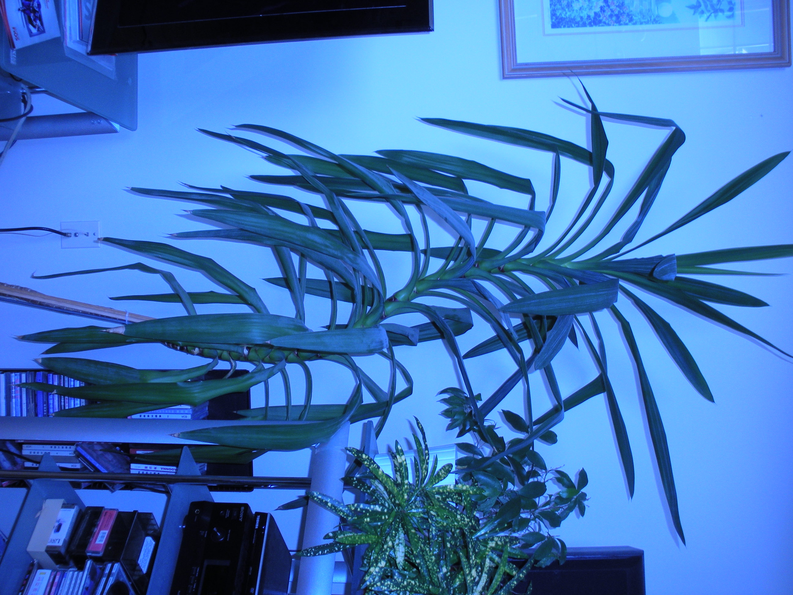 Please help! Is this plant poisonous!?!?!?!? Talk Cockatiels Forum