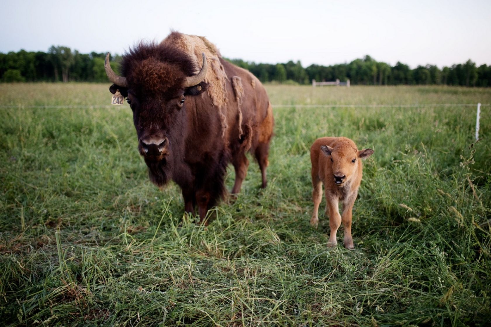 Local Profile Copper Flats Bison Co. Locally Lambton