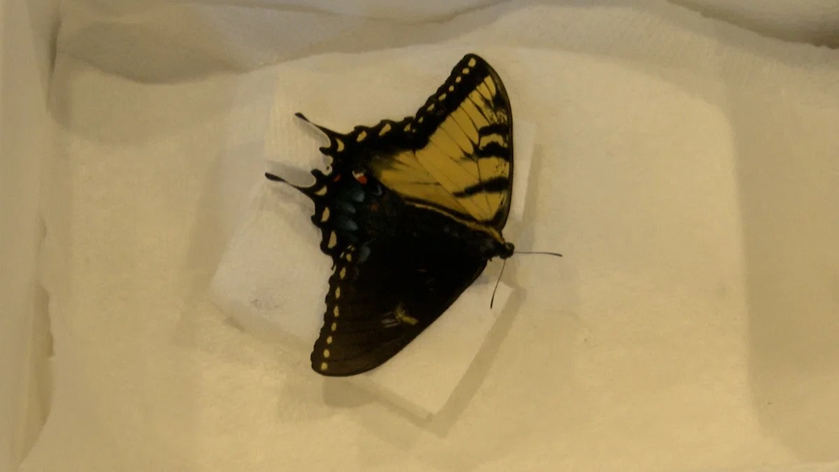Incredibly rare dualsex butterfly found at Pingree Butterfly Haven Local News 8