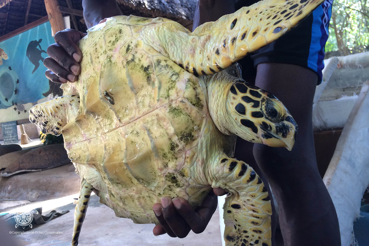 Barnacles Local Ocean Conservation
