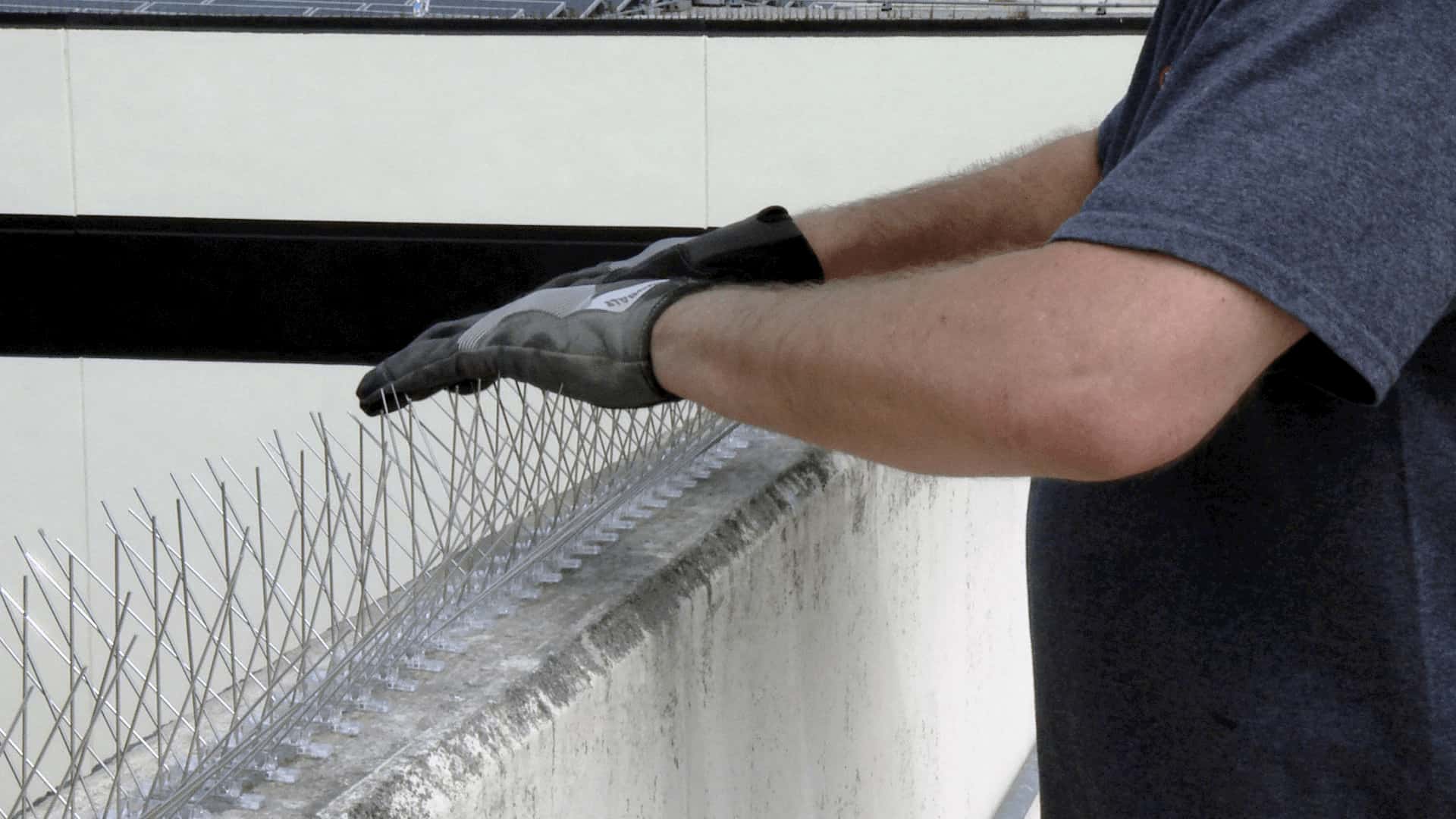 Same Day Bird Nest Removal Hobart Birds Pest Control Hobart