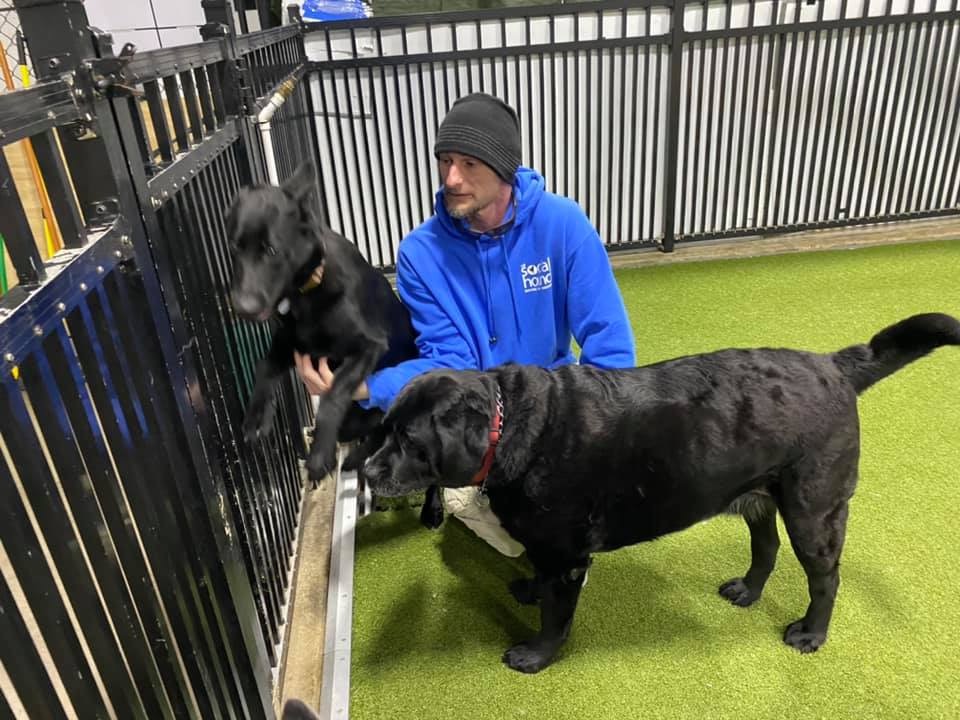 Things To Expect From A Professional Doggy Daycare In Commack Local