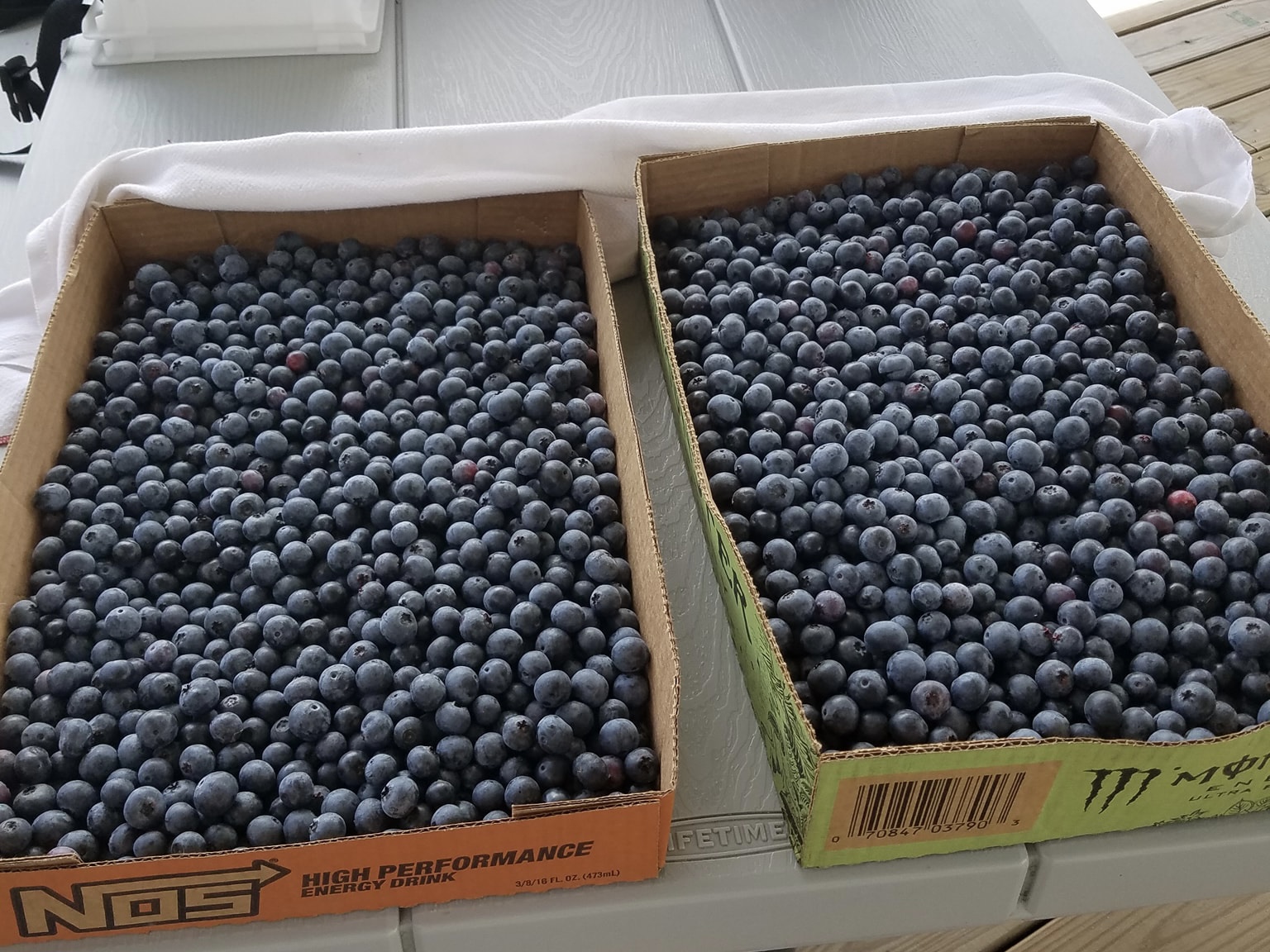 5 Blueberry Farms to Check out this Summer Local Pulse