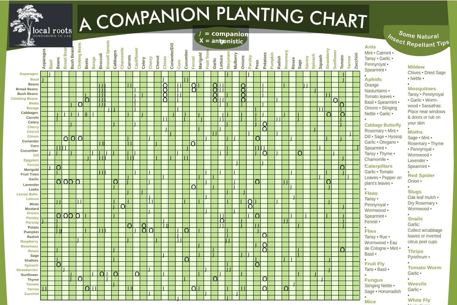 Companion Planting Chart Local Roots