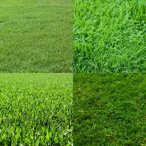 Lawn Care Learning Center Grass Types Local Turf Pros