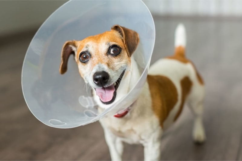 What to Expect Right After Neutering a Dog A Guide for Pet Owners