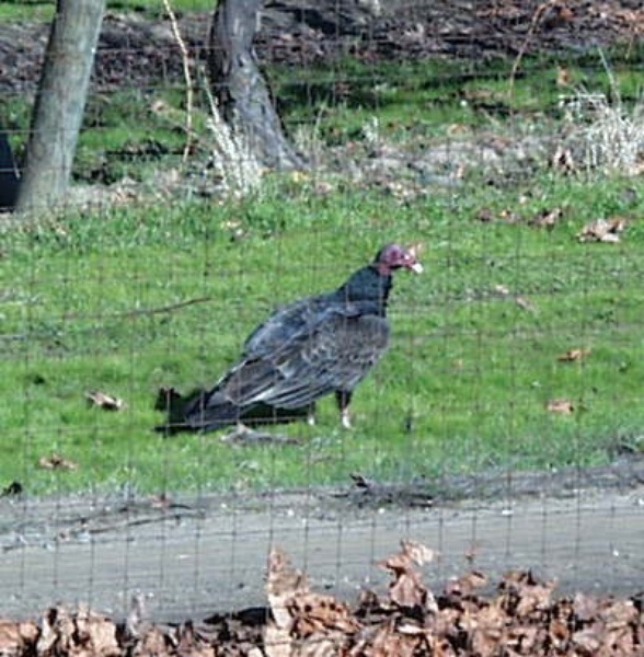 Turkey Vulture Davis LocalWiki